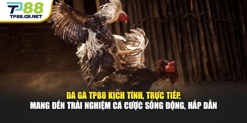 Đá gà TP88 kịch tính, trực tiếp, mang đến trải nghiệm cá cược sống động, hấp dẫn